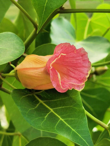 10 PORTIA TREE Yellow Pink Purple Flowers Change Color Pacific Rosewood Tulip Thespesia Populnea Seeds